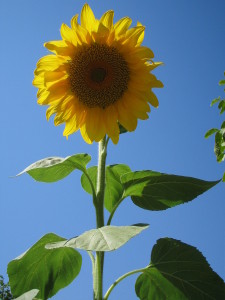 1024px-Sunflower_Taleghan